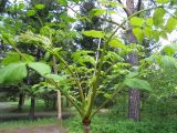 Aralia elata