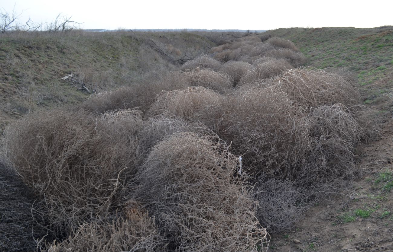 Изображение особи Salsola tragus.