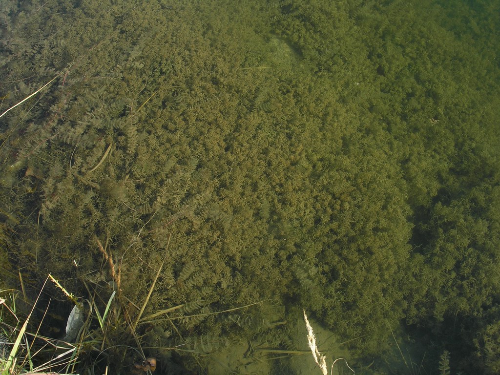 Image of Caulinia minor specimen.