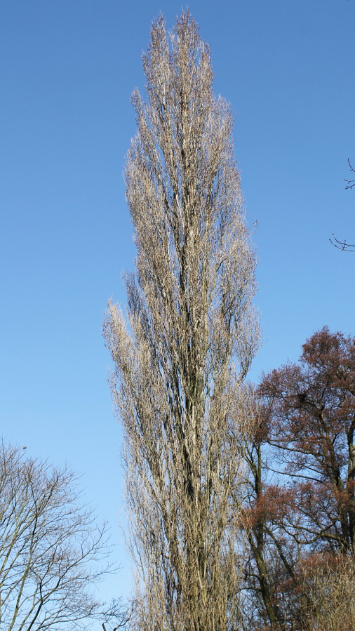 Image of Populus italica specimen.