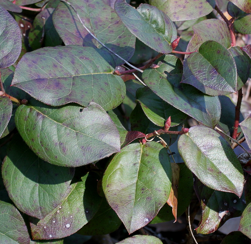 Image of Gaultheria shallon specimen.