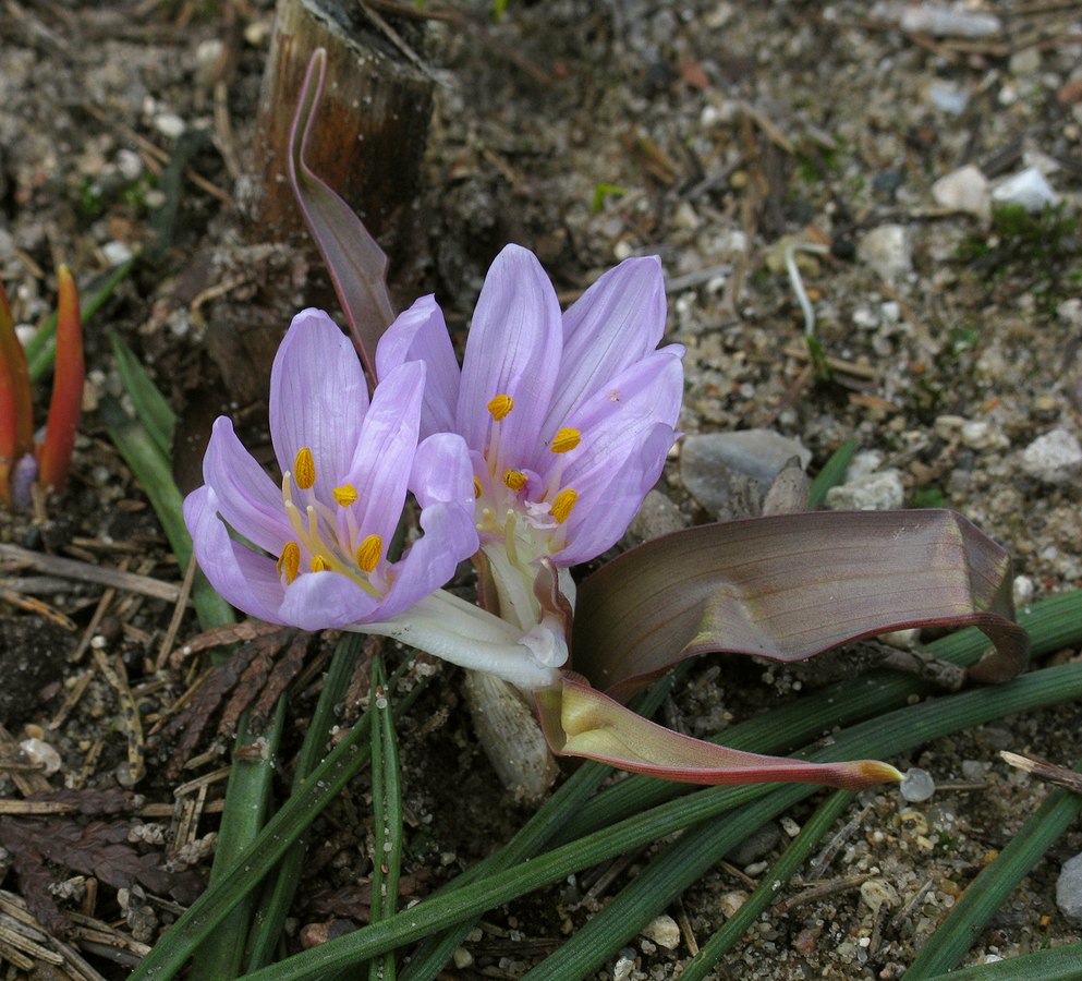 Image of Merendera trigyna specimen.