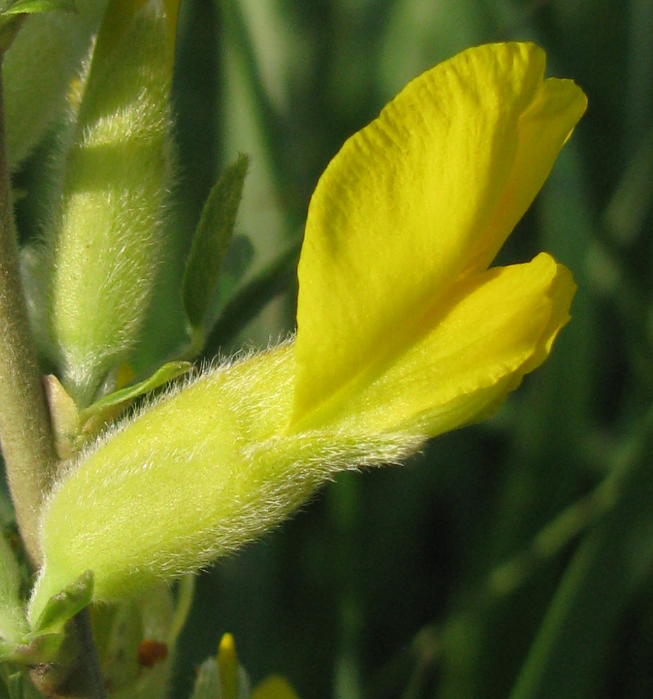 Image of Chamaecytisus colchicus specimen.