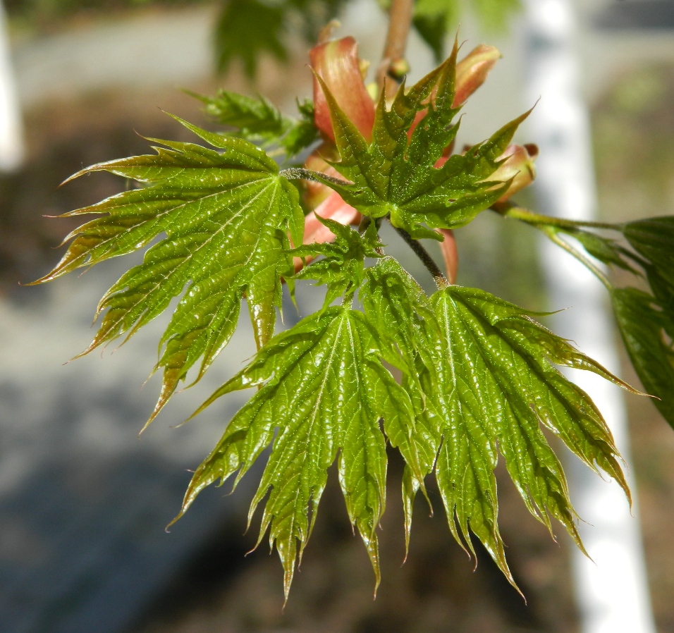 Image of Acer platanoides specimen.
