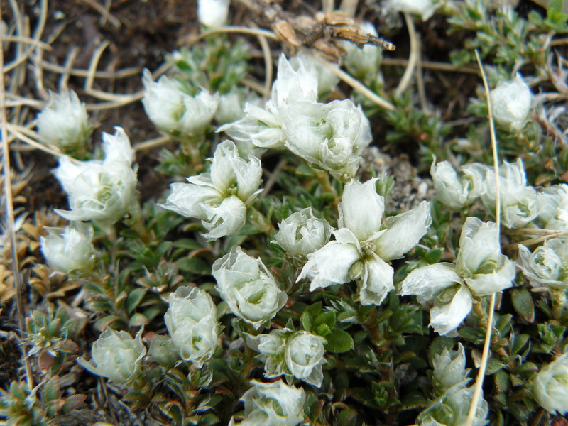 Изображение особи Paronychia cephalotes.