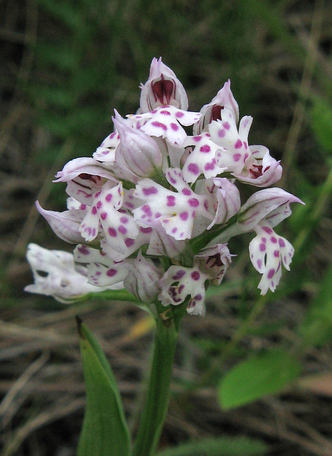 Изображение особи Neotinea tridentata.