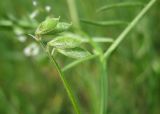 Vicia hirsuta