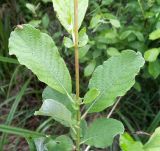 Salix aurita. Побег. Московская обл., Лотошинский р-н, окр. дер. Савостино. 07.06.2013.