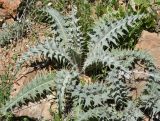 familia Asteraceae. Вегетирующее растение. Армения, Вайоц Дзор, окр. монастыря Спитакавор. 02.05.2013.