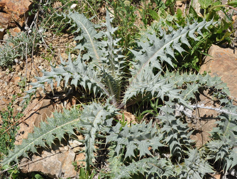 Изображение особи семейство Asteraceae.