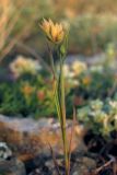 Bupleurum baldense