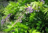 Wisteria floribunda