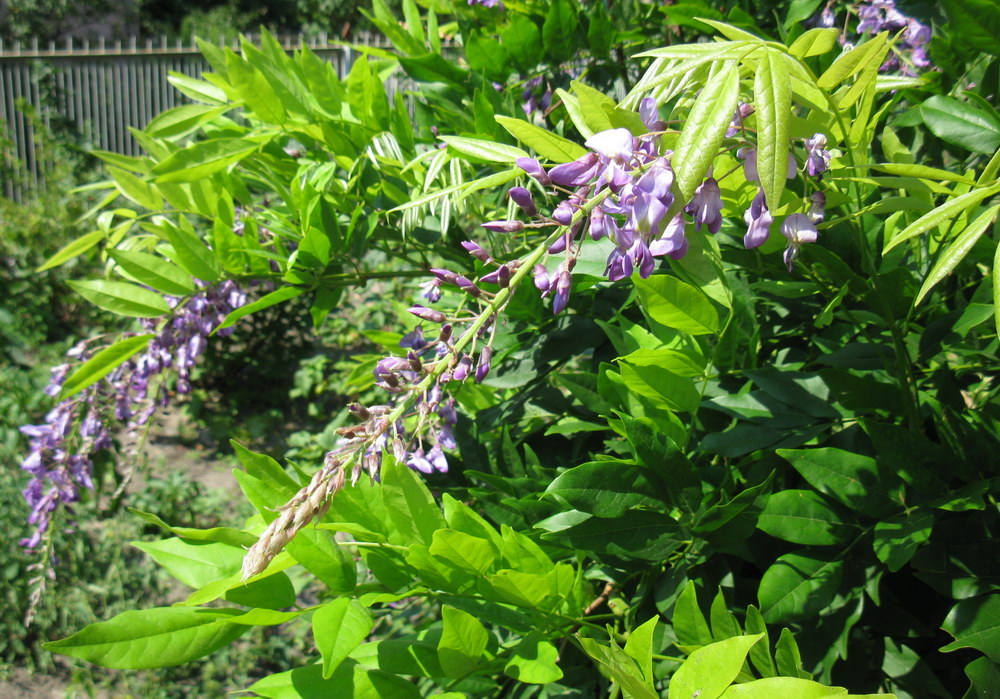 Изображение особи Wisteria floribunda.