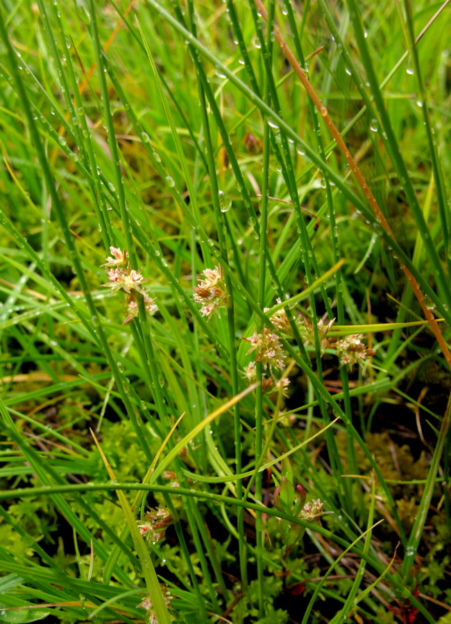 Image of Juncus filiformis specimen.