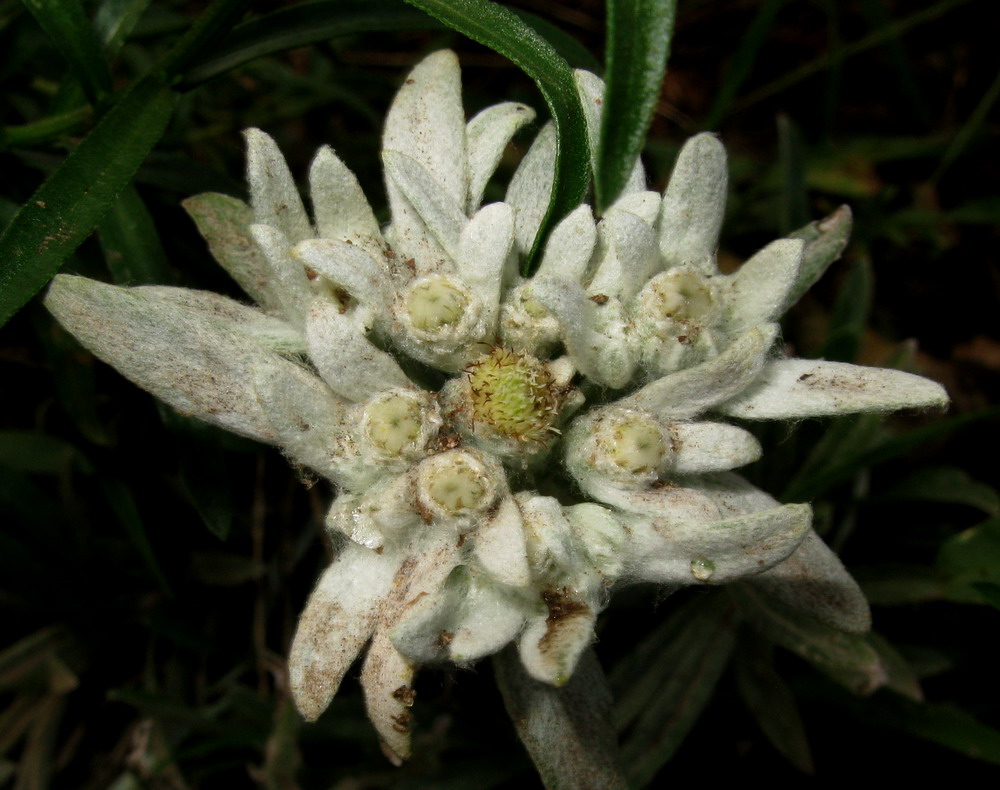 Image of Leontopodium fedtschenkoanum specimen.