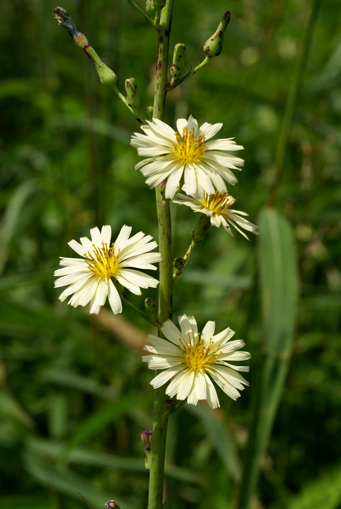 Изображение особи Lactuca indica.