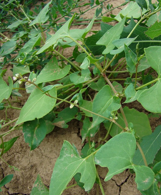 Image of Fallopia convolvulus specimen.