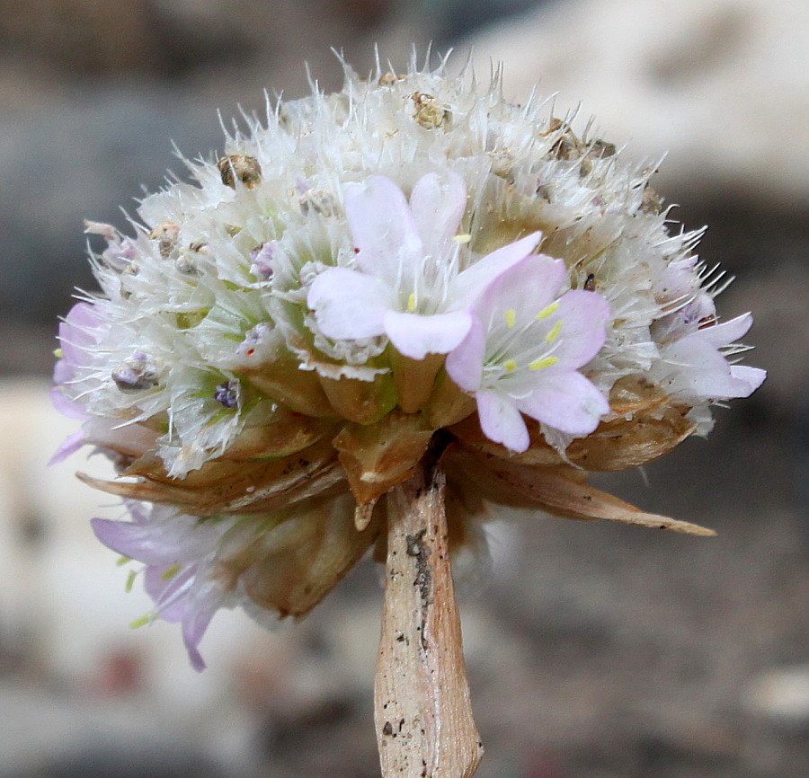 Image of Armeria rhodopea specimen.