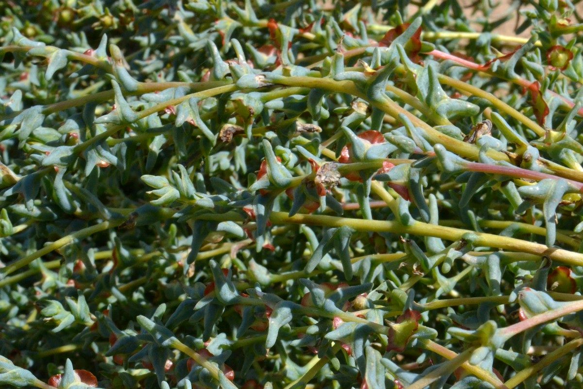 Image of Salsola acutifolia specimen.