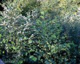 Alnus × pubescens. Верхушки крон молодых растений (слева - Alnus incana, в правом нижнем углу - A. glutinosa, в средней части - их гибрид). Украина, Ивано-Франковская обл., Косовский р-н, с. Шешоры, НПП \"Гуцульщина\", р. Коровьяк. 6 сентября 2013 г.