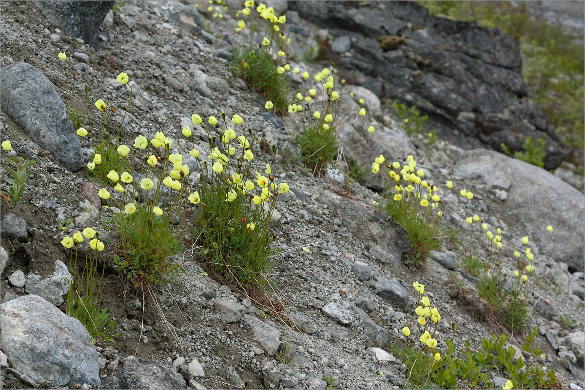 Image of Papaver lapponicum specimen.