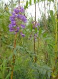 Vicia nervata