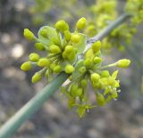 Cornus mas