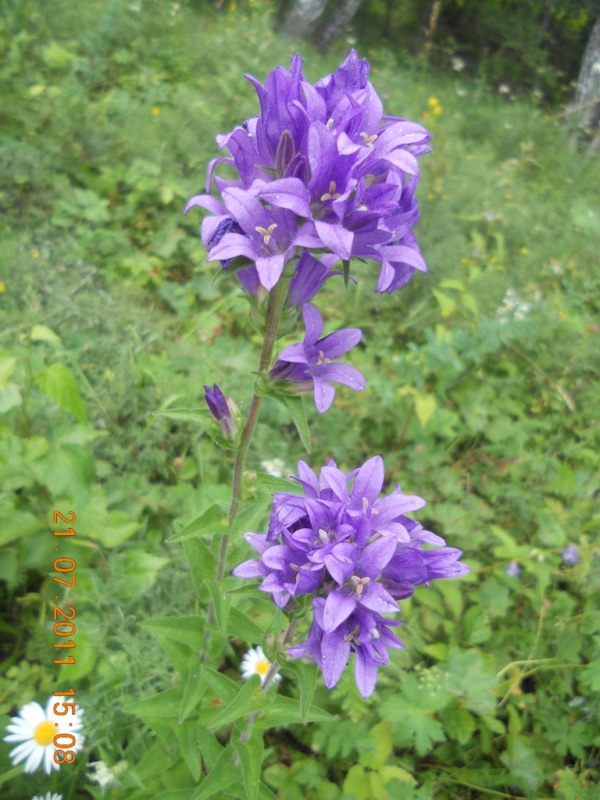 Изображение особи Campanula glomerata.