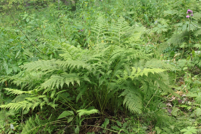 Изображение особи Athyrium monomachii.