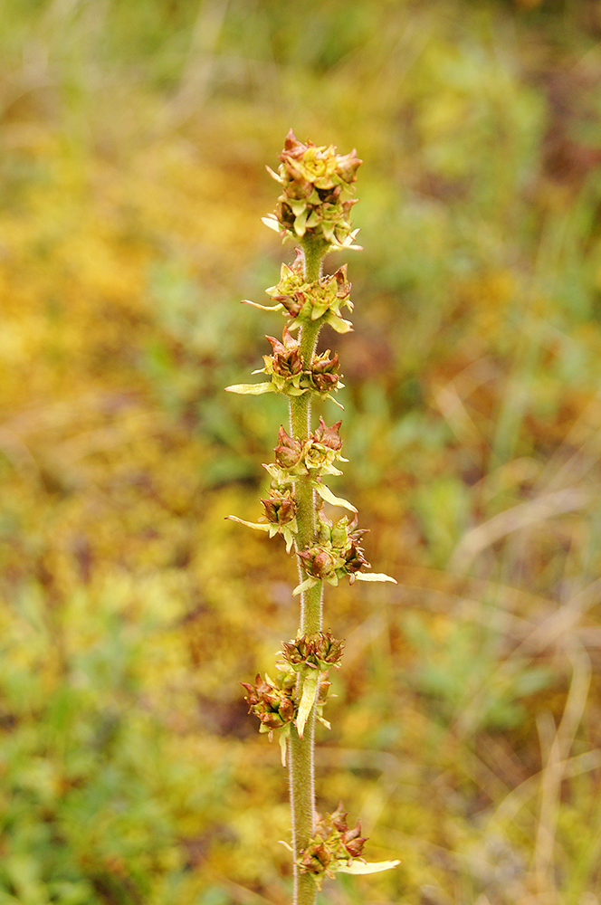 Изображение особи Micranthes hieraciifolia.