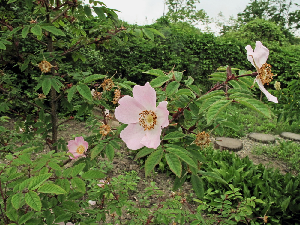 Image of Rosa acicularis specimen.