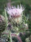 Cirsium polyacanthum