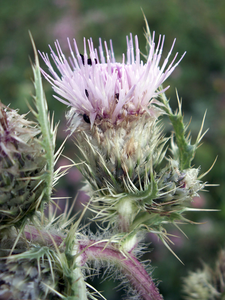 Image of Cirsium polyacanthum specimen.