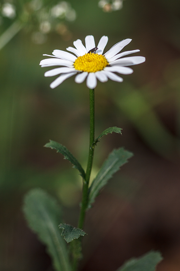 Изображение особи Leucanthemum vulgare.