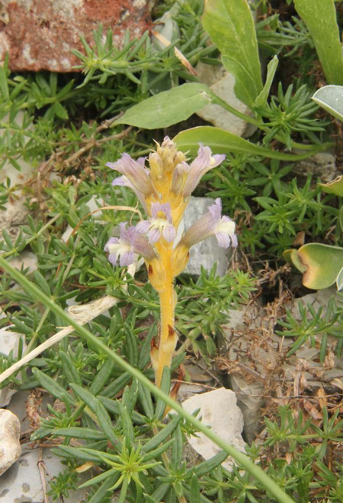 Image of Phelipanche mutelii specimen.