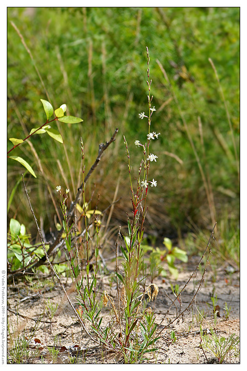 Image of Silene tatarica specimen.