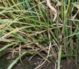 Miscanthus sinensis. Побеги ('Verneigung'). Германия, г. Дюссельдорф, Ботанический сад университета. 02.03.2014.