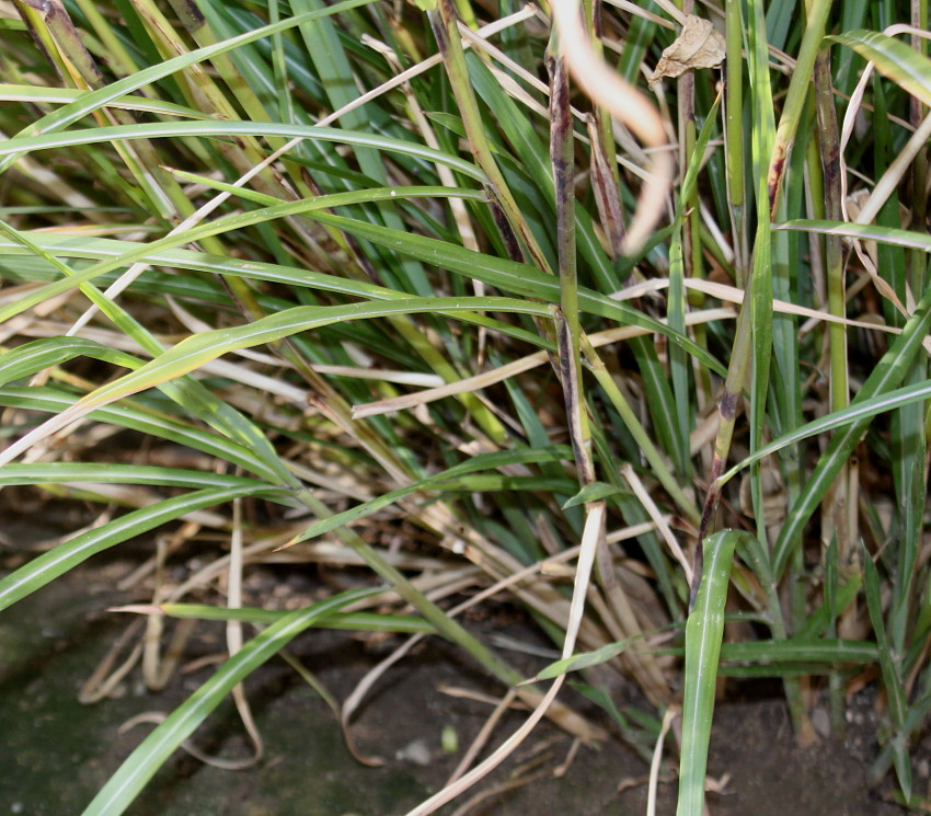 Изображение особи Miscanthus sinensis.