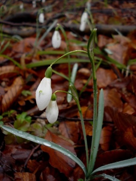 Image of Galanthus nivalis specimen.