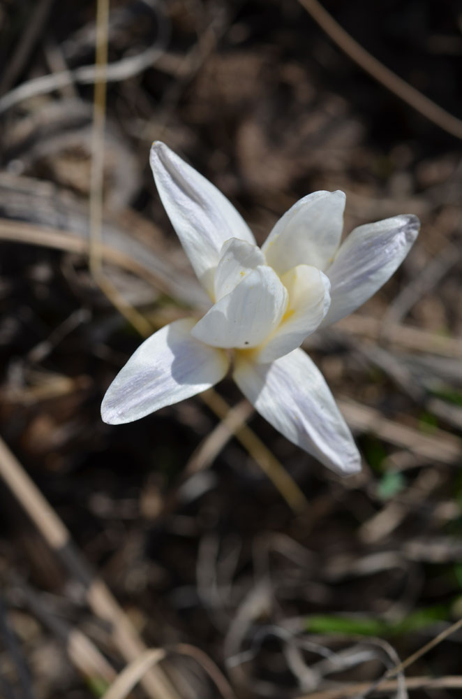 Изображение особи Crocus alatavicus.