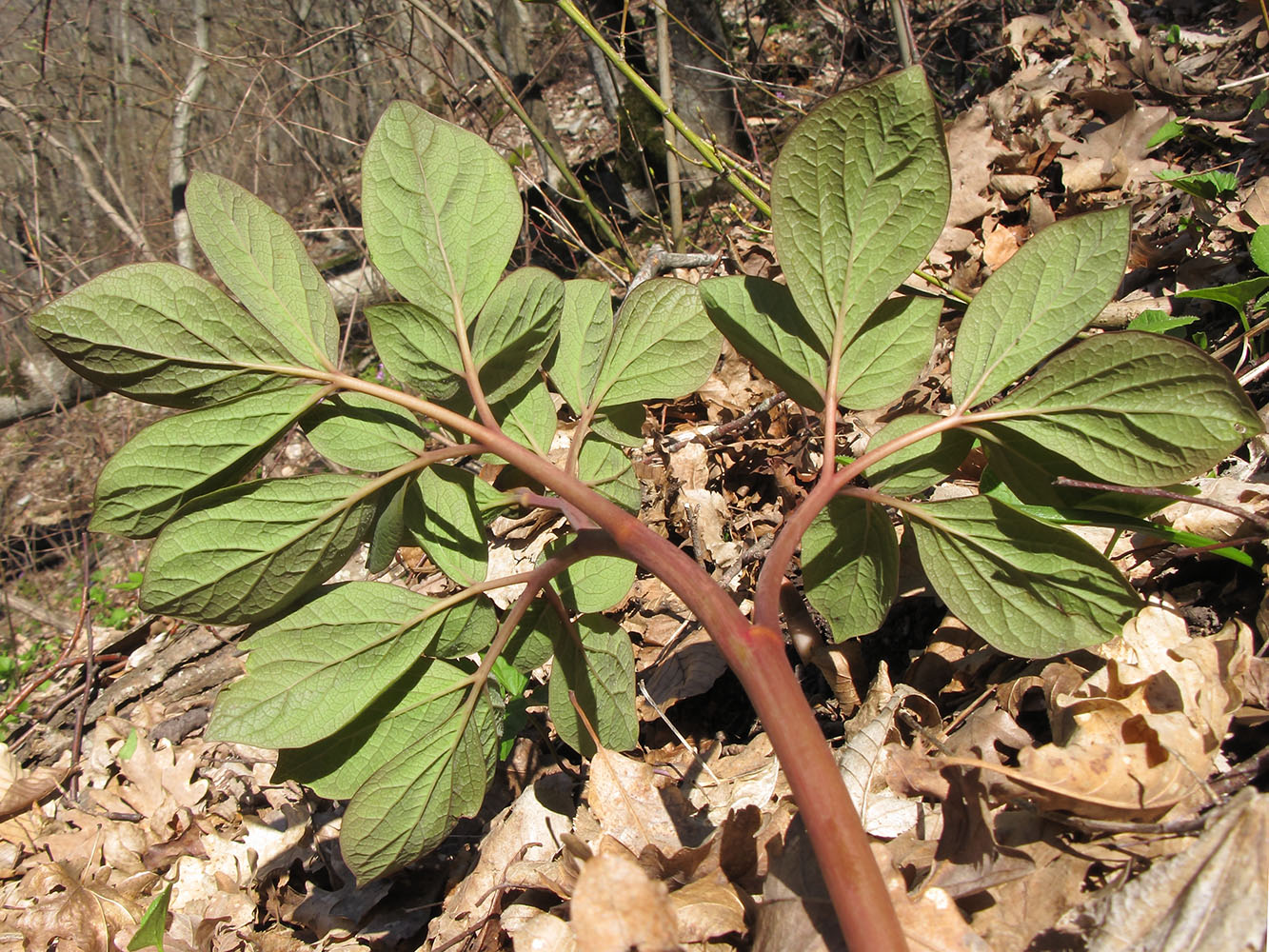 Изображение особи Paeonia caucasica.