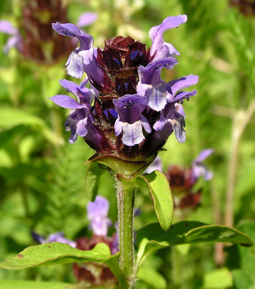 Image of Prunella japonica specimen.