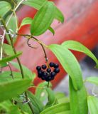 Smilax lanceifolia. Часть побега с соплодием. Таиланд, остров Пханган. 22.06.2013.