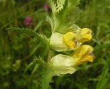 Rhinanthus vernalis. Часть соцветия. Хабаровский край, Ванинский р-н, окр. пос. Высокогорный, разнотравный луг. 04.08.2013.