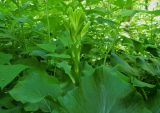 Cardiocrinum cordatum