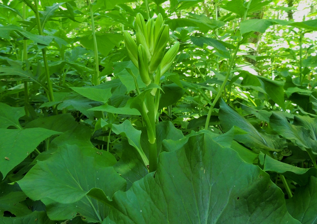 Изображение особи Cardiocrinum cordatum.