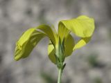 Linum pallasianum