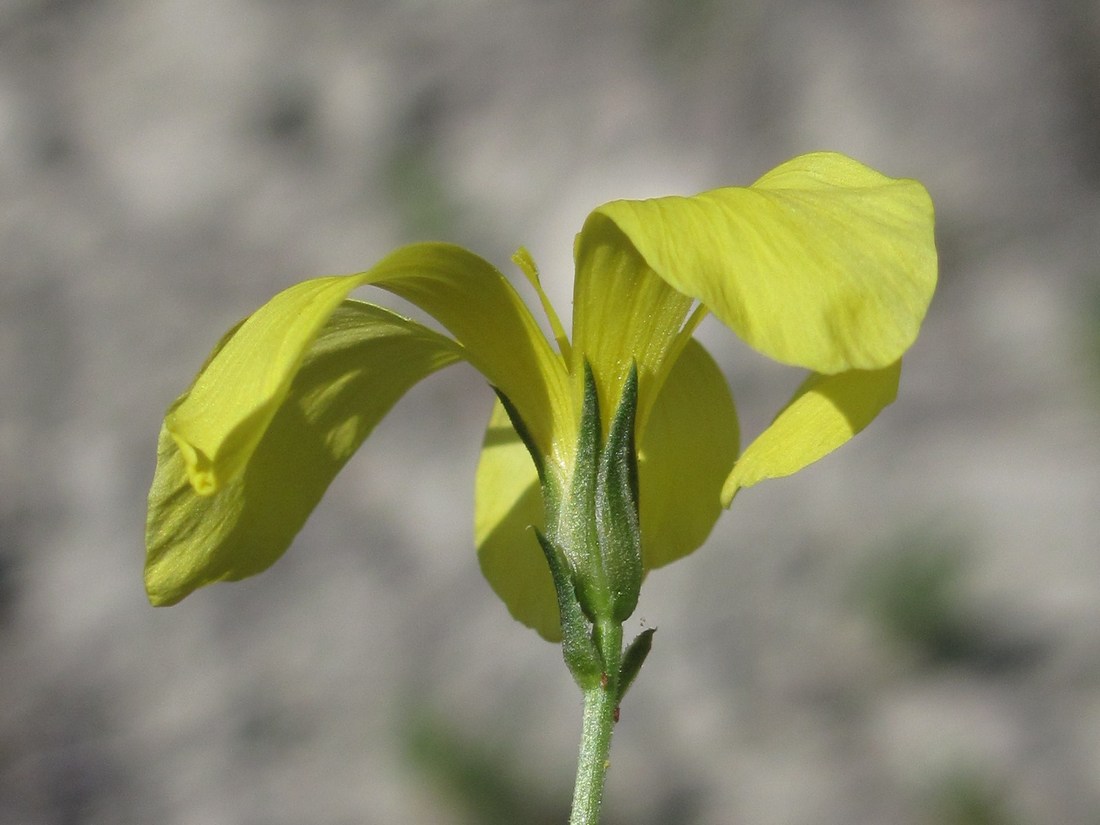 Image of Linum pallasianum specimen.