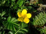 Potentilla anserina. Цветок и листья. Москва, Новогиреево, ул. Кусковская, обочина тротуара. 23.05.2014.