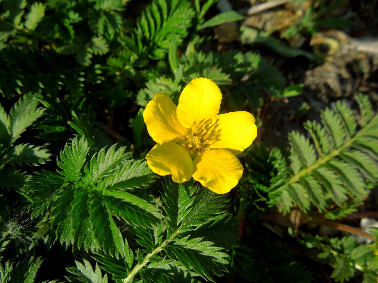 Image of Potentilla anserina specimen.